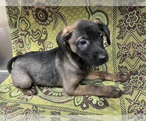Mutt Dogs for adoption in HESPERIA, CA, USA