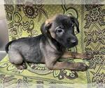Small Mutt
