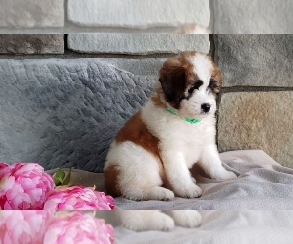 Medium Photo #3 Poodle (Miniature)-Saint Bernard Mix Puppy For Sale in SUGARCREEK, OH, USA