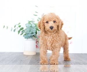 Cavapoo Puppy for sale in BEL AIR, MD, USA