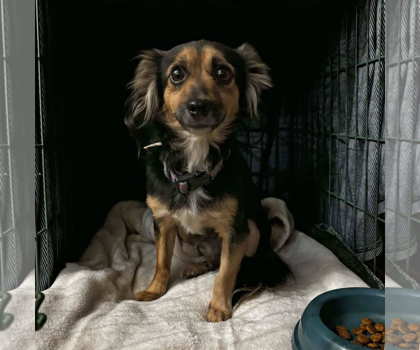 Medium Photo #1 Dachshund Puppy For Sale in Arlington, VA, USA