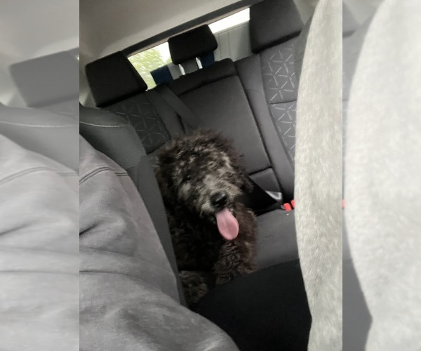 Medium Photo #2 Goldendoodle Puppy For Sale in DRESDEN, TN, USA