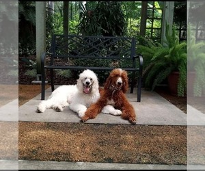 Mother of the Goldendoodle mix (+ Poodle Standard) puppies born on 04/01/2026