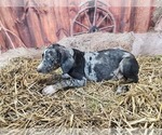 Small #9 Catahoula Leopard Dog