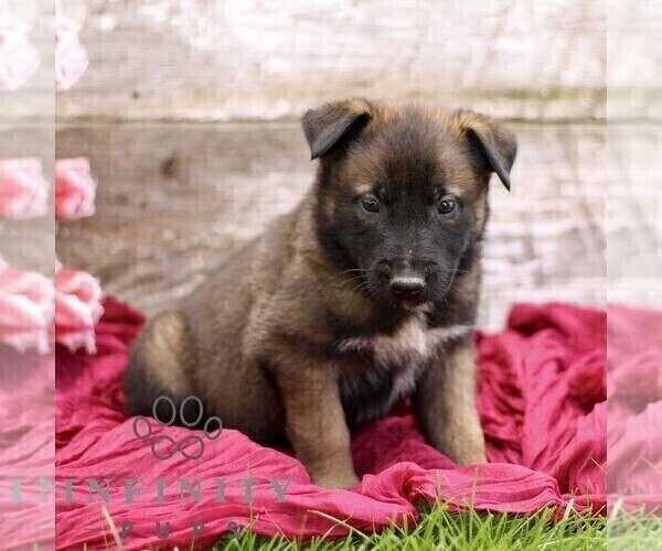 Medium Photo #4 Belgian Malinois Puppy For Sale in RONKS, PA, USA