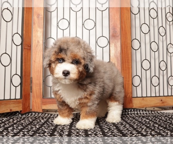 Medium Photo #1 Aussie-Poo Puppy For Sale in NAPLES, FL, USA