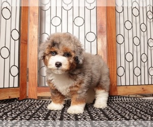 Aussie-Poo Puppy for sale in NAPLES, FL, USA