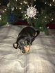 Small Photo #6 Doberman Pinscher Puppy For Sale in WICHITA, KS, USA