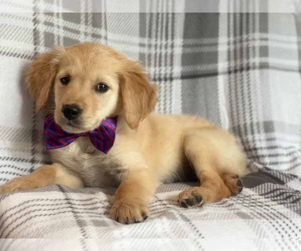 Medium Photo #7 Golden Retriever Puppy For Sale in LAKELAND, FL, USA