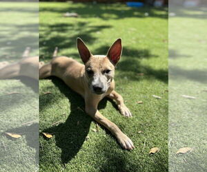 Mutt Dogs for adoption in Dallas, TX, USA