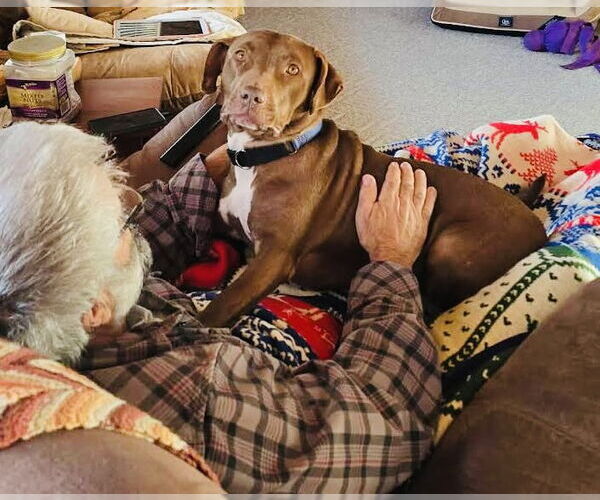 Medium Photo #4 Labrador Retriever-Unknown Mix Puppy For Sale in Princeton, MN, USA