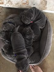 Chinese Shar-Pei Puppy for sale in ROY, UT, USA