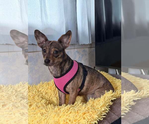 Medium Photo #4 Chihuahua-Unknown Mix Puppy For Sale in Visalia, CA, USA