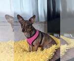 Small #3 Chihuahua Mix