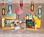 Puppy Digby Chihuahua