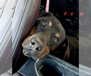 Rotterman Dogs for adoption in Gilbert, AZ, USA
