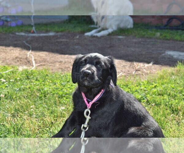 Medium Photo #5 Golden Shepherd Puppy For Sale in HYATTSVILLE, MD, USA