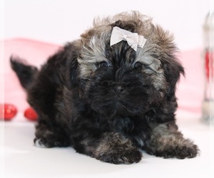 Russian Tsvetnaya Bolonka Puppy for sale in WEST PLAINS, MO, USA
