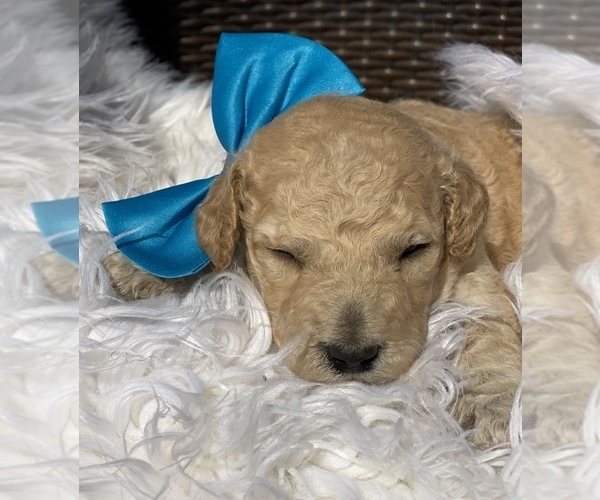Medium Photo #6 Poodle (Standard) Puppy For Sale in PORTERVILLE, CA, USA