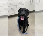 Small #4 Labrador Retriever Mix
