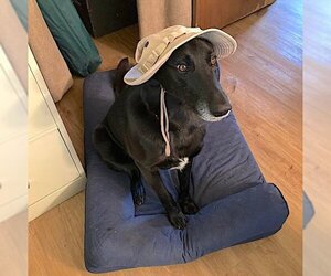Ursa - F - Female Labrador Retriever-Unknown Mix Dog for Adoption - Photo #9