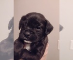 Small #5 Poodle (Toy)-Pug Mix