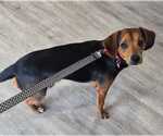 Small #7 Beagle Mix