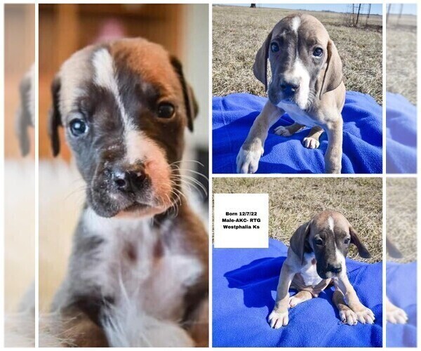 Medium Photo #2 Great Dane Puppy For Sale in WESTPHALIA, KS, USA