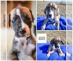 Small Photo #2 Great Dane Puppy For Sale in WESTPHALIA, KS, USA