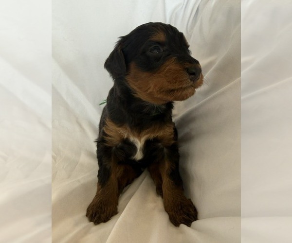 Medium Photo #8 Bernedoodle mix (+ Poodle Standard) Puppy For Sale in WAYLAND, MI, USA