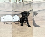 Small #11 Mutt