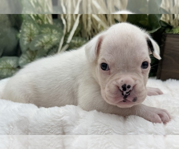 Medium Photo #7 Boxer Puppy For Sale in PAWNEE CITY, NE, USA
