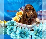 Puppy Rousey Bloodhound