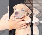 Small Photo #9 American Bully Puppy For Sale in PALMDALE, CA, USA