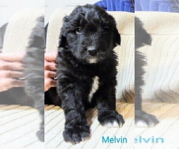 Medium Photo #4 Aussiedoodle Puppy For Sale in MARION, TX, USA