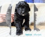 Small Photo #4 Aussiedoodle Puppy For Sale in MARION, TX, USA