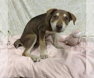 Gerberian Shepsky Dogs for adoption in Modesto, CA, USA