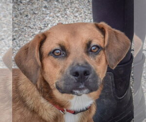 Stitch - Male Labbe Dog for Adoption - Photo #5