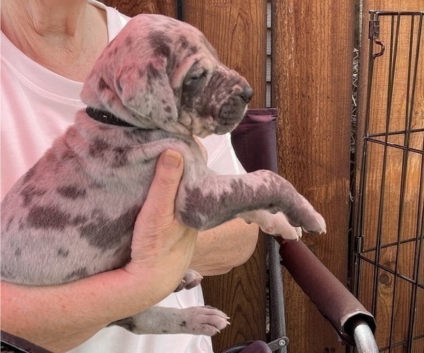 Medium Photo #2 Great Dane Puppy For Sale in IDAHO FALLS, ID, USA
