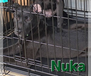 Nuka - Male American Pit Bull Terrier-German Shepherd Dog Mix Dog for Adoption - Photo #12