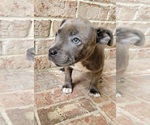 Small Photo #3 Staffordshire Bull Terrier Puppy For Sale in HUMBLE, TX, USA