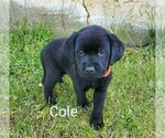 Puppy 3 Labrador Retriever