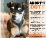 Small #5 Chihuahua Mix