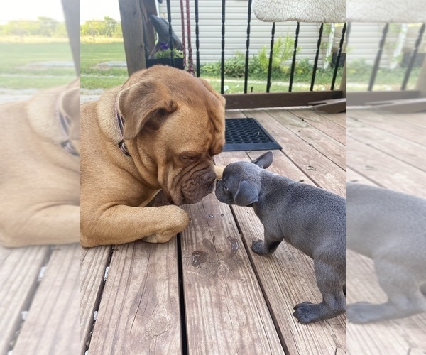 Medium Photo #12 Faux Frenchbo Bulldog Puppy For Sale in FREDONIA, KS, USA