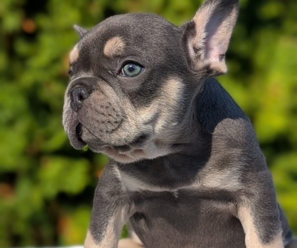 Medium Photo #5 French Bulldog Puppy For Sale in GOSHEN, IN, USA