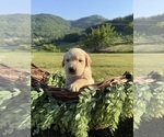 Small #4 Golden Retriever