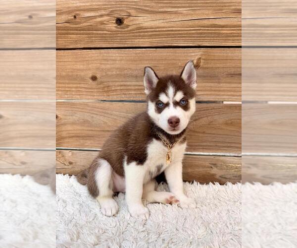 Medium Photo #4 Siberian Husky Puppy For Sale in TAMPA, FL, USA