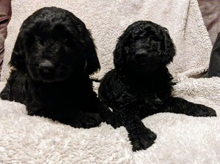 Goldendoodle Puppy for sale in ROSCOE, IL, USA