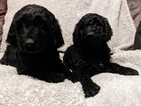 Small Photo #1 Goldendoodle Puppy For Sale in ROSCOE, IL, USA