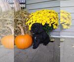 Small Photo #2 Goldendoodle Puppy For Sale in VOLANT, PA, USA